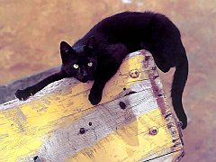 Gatti (252)